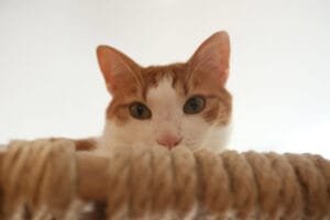 Chat européen roux