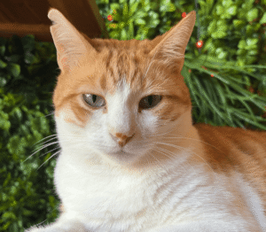 chat européen