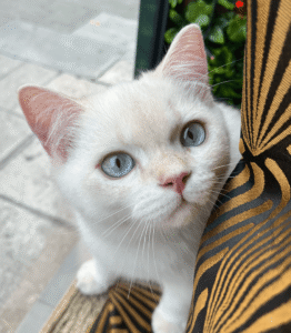 Chat British blanc