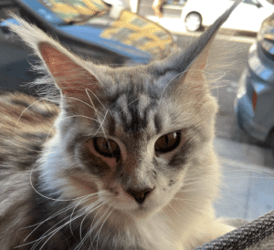 chat maine coon gris nice