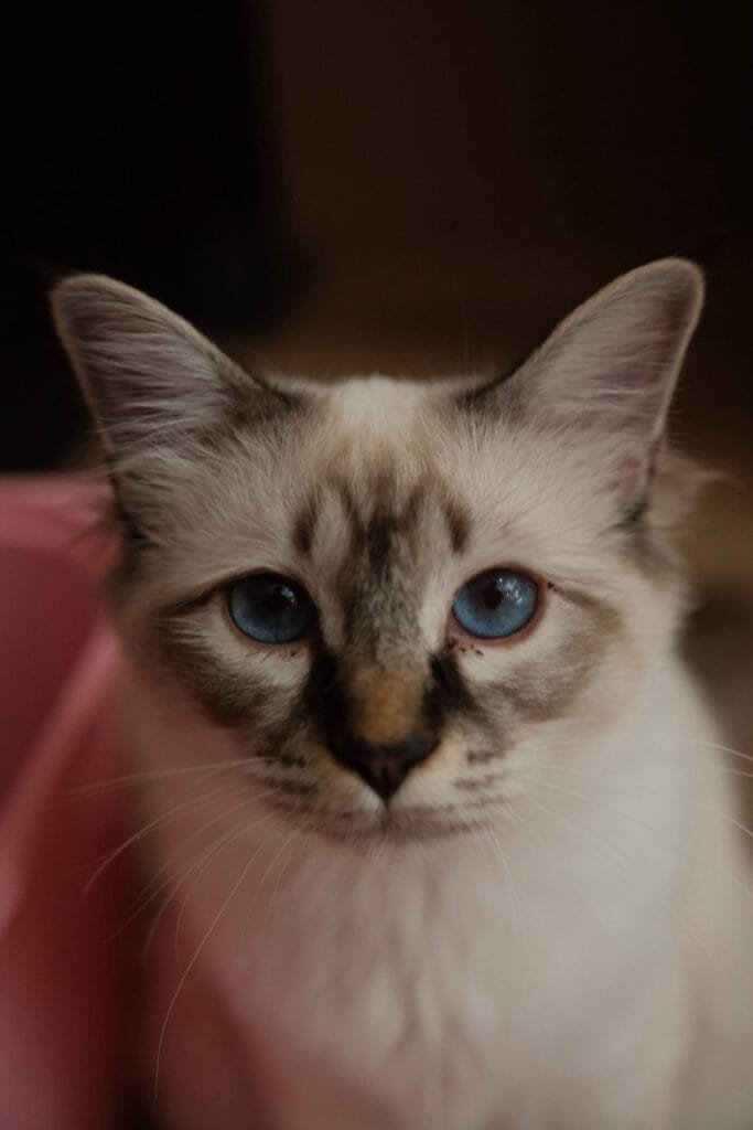 Chat sacré de Birmanie nice