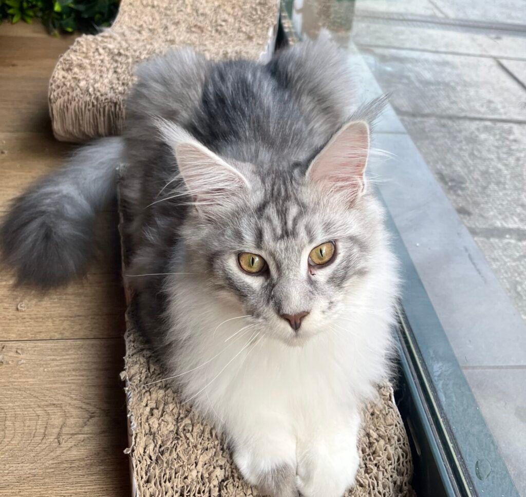 chat maine coon gris